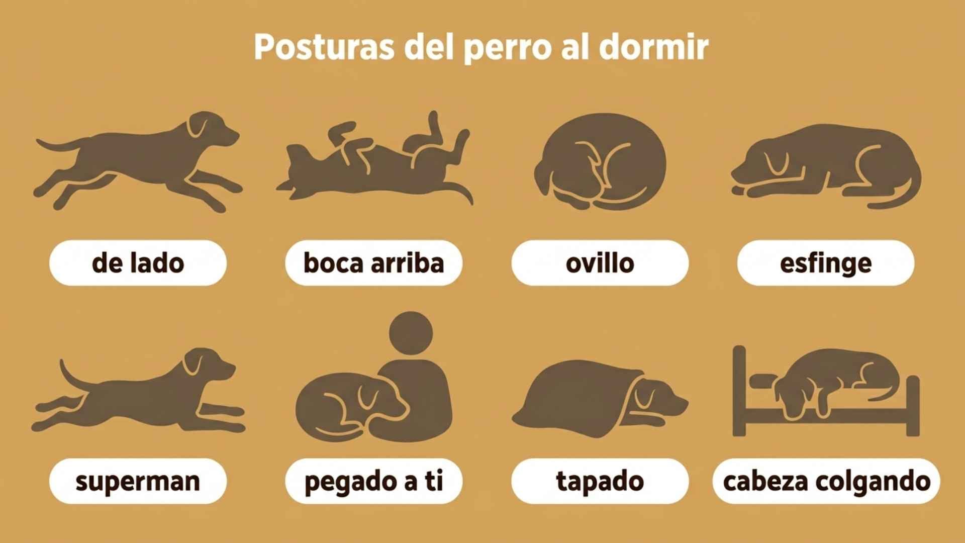 Posturas del perro al dormir